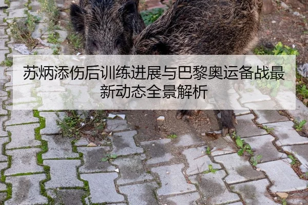 苏炳添伤后训练进展与巴黎奥运备战最新动态全景解析